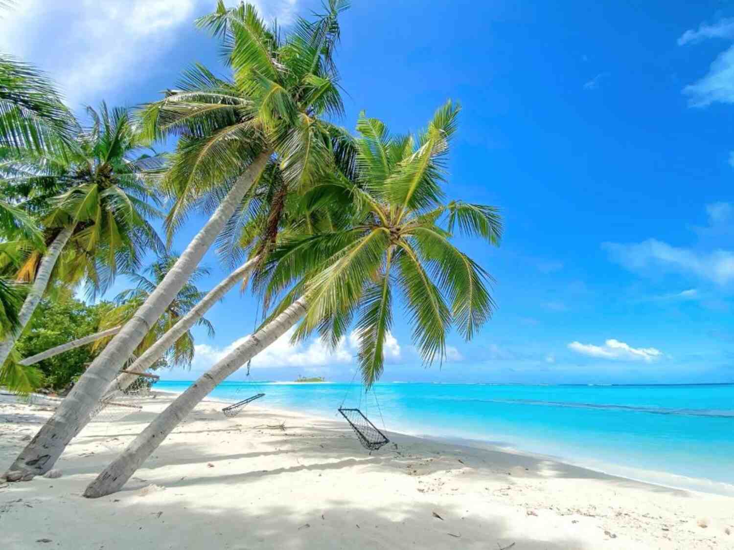 Palm trees and turquoise lagoon on Mathiveri Island, Maldives